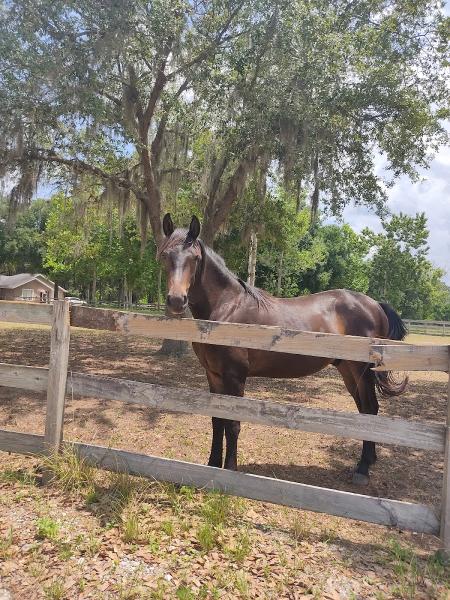 Bass and Bridle Horse Ranch