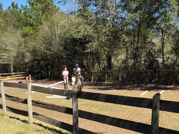 Turning Leaf Farm Hunter Jumper Horses