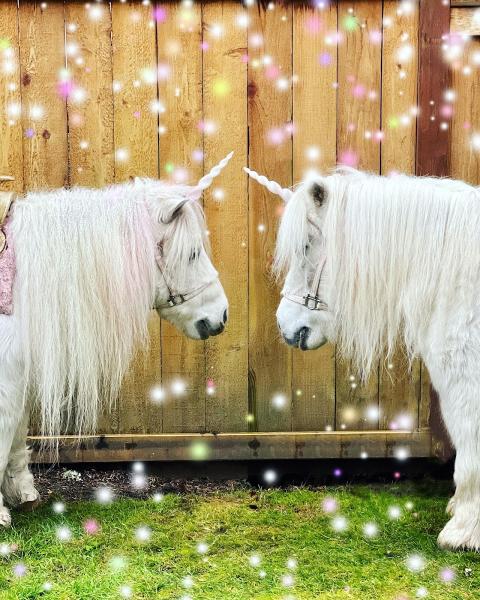 Dreamland Ponies