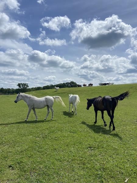 Schwan's Horse Ranch