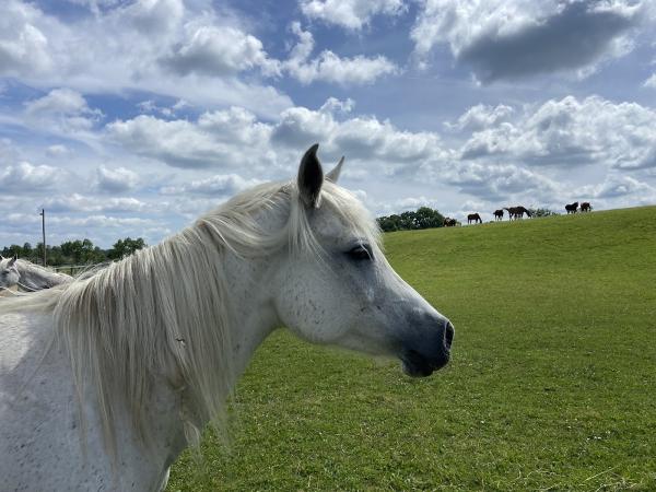 Schwan's Horse Ranch