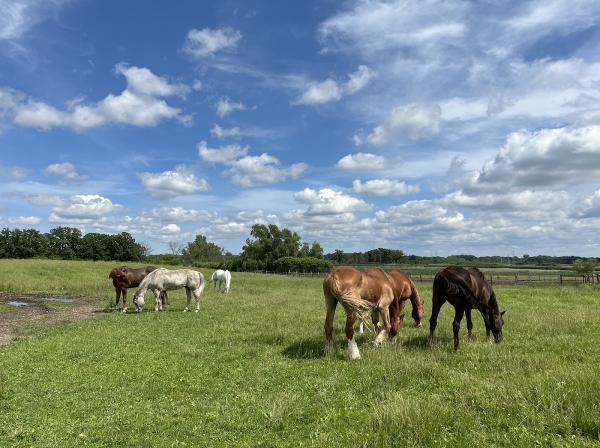 Schwan's Horse Ranch