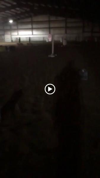 Bravehorse School of Horsemanship