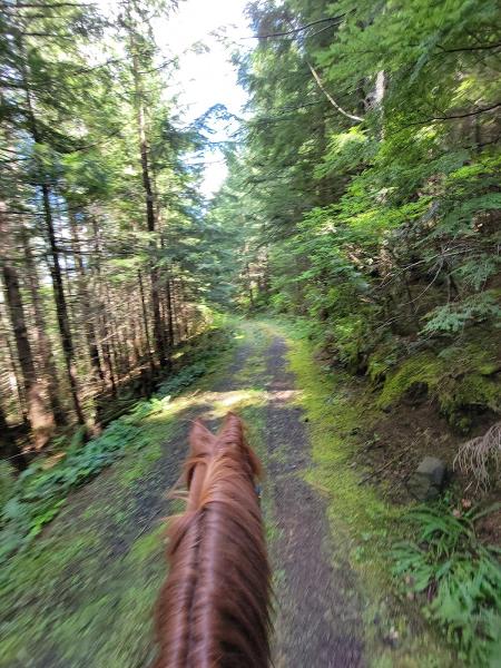 Peaceful Mountain Stables