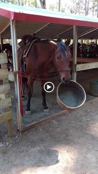 Horses For Hope