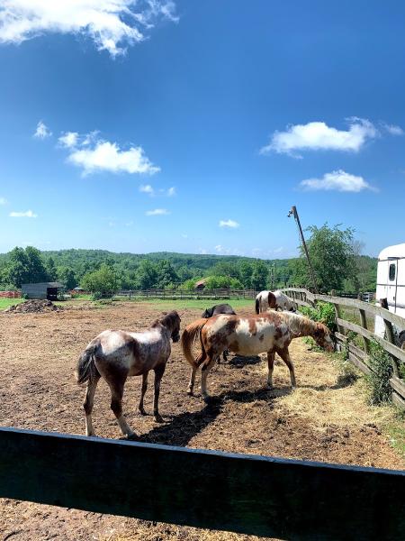 Saratoga Lake Equestrian Center