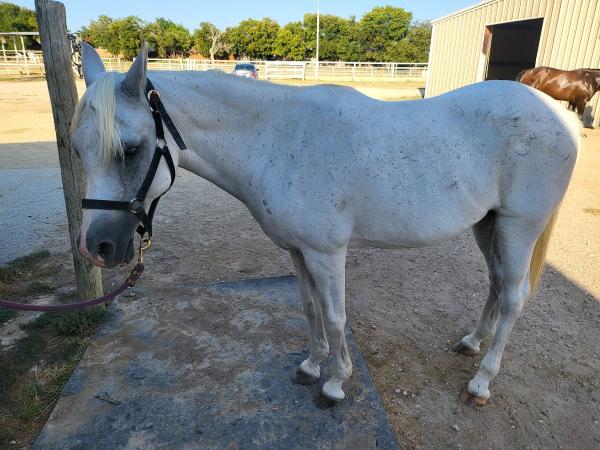 Coyote Creek Stables