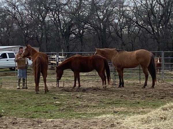 Coyote Creek Stables