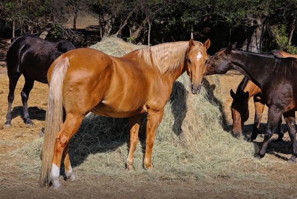 Coyote Creek Stables