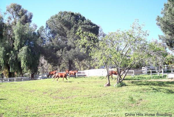 Chino Hills Retirement Horse Boarding