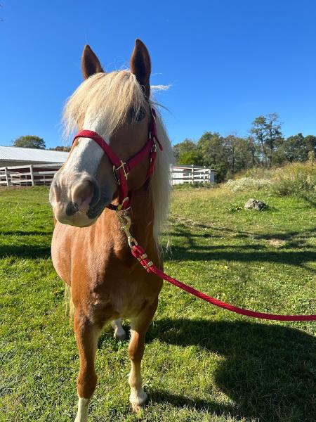 Rockin Horse Stables