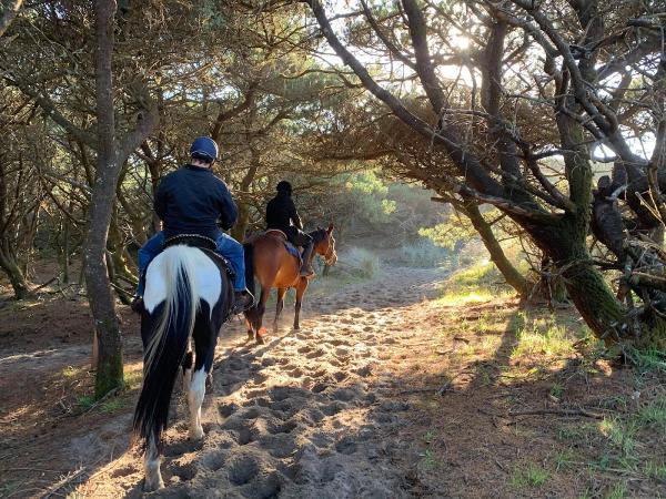 Heintzman Equine Training