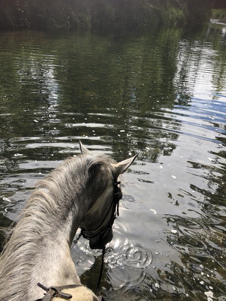 Heintzman Equine Training