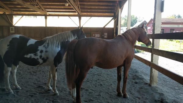 Red Horse Farm