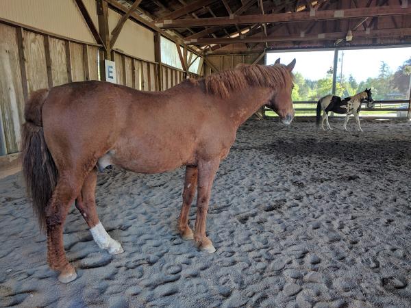 Red Horse Farm