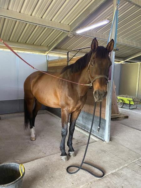 Coyote Creek Sporthorses Llc/Crown Breeze Sporthorses