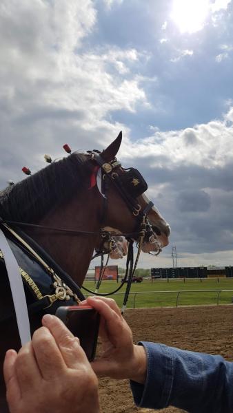 Horsemen's Park Horse Track