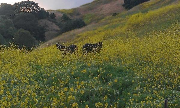 Canyon Creek Ranch