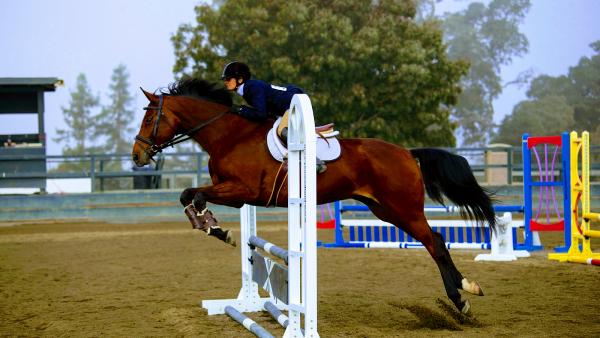 Excel Equestrian Llc.