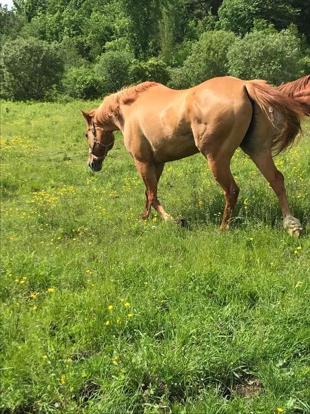 Levie Performance Horses