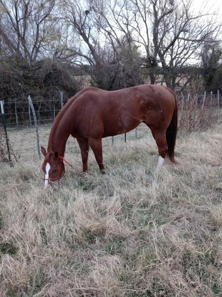 Ward Performance Horses