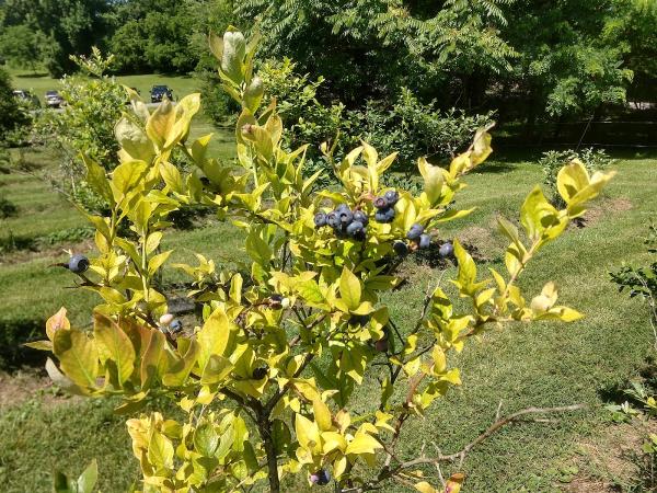 Blueberry Gardens Center For Yoga