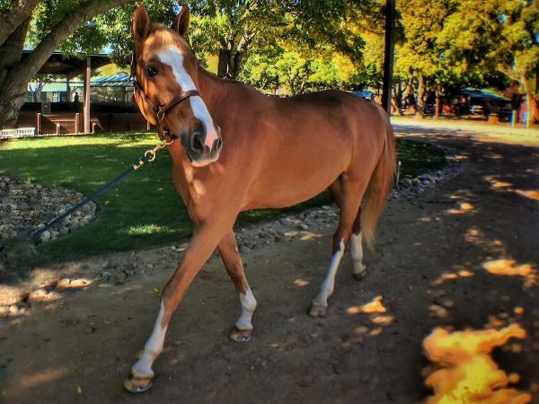 Iron Horse Equestrian Center