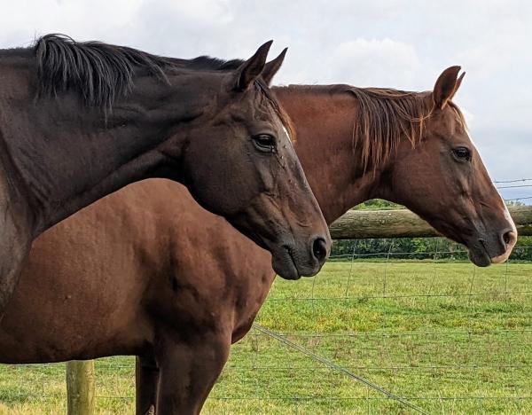 Hunters Brook Farm