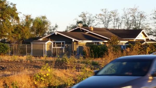 Black Crest Friesians