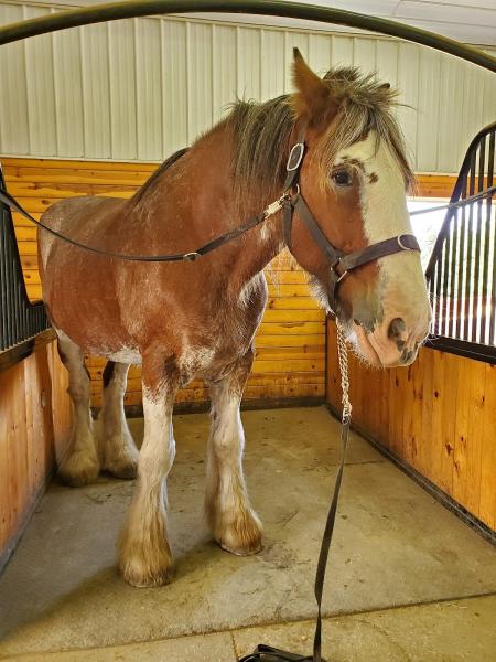 Priestfield West Stables LLC