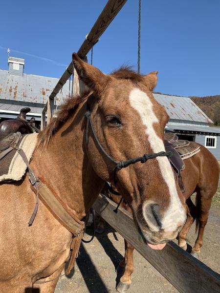 Marriott Ranch Trail Rides