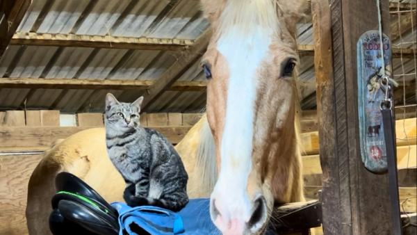 Southport Equestrian Center