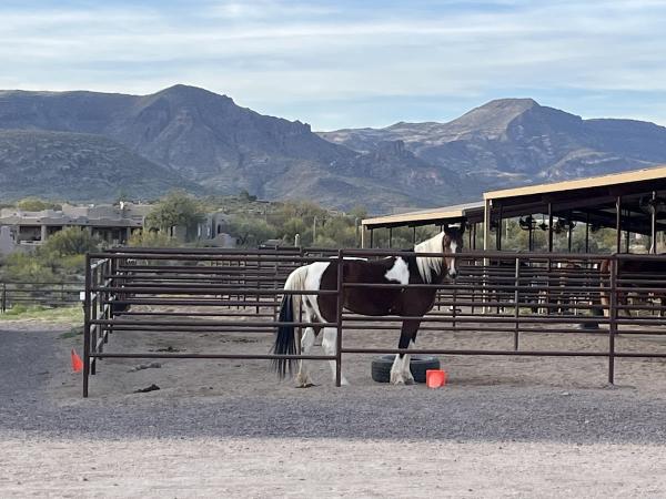 Foothills Horsemanship