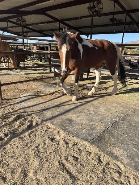 Foothills Horsemanship