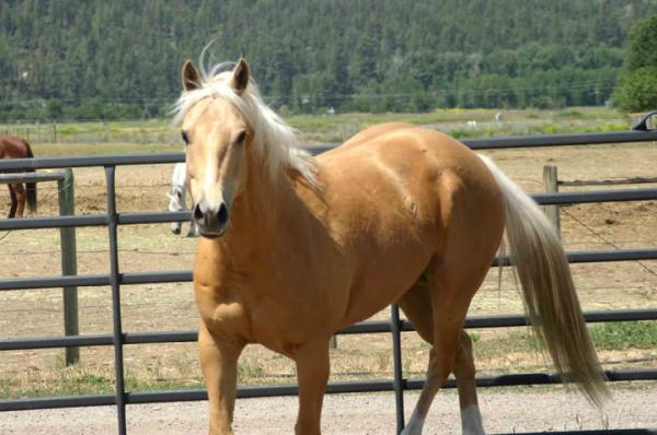 Flying H Ranch/Beierle Equestrian Services