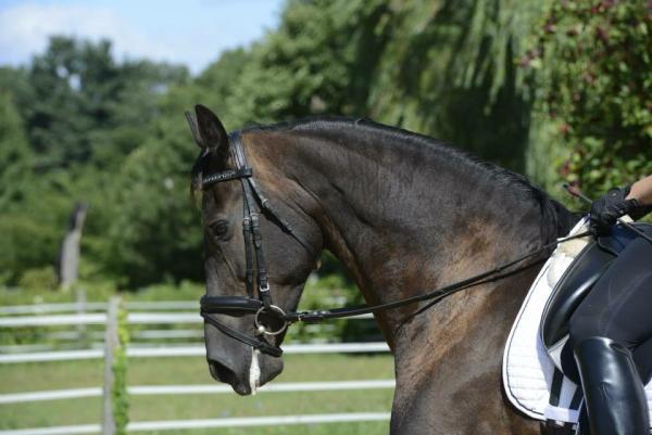 JMS Dressage