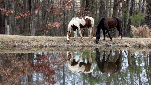 Brandywine Farms