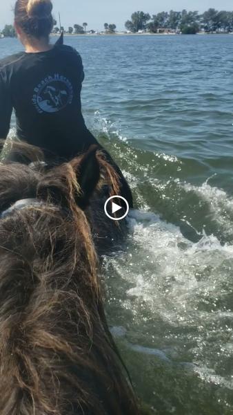 Florida Beach Horses