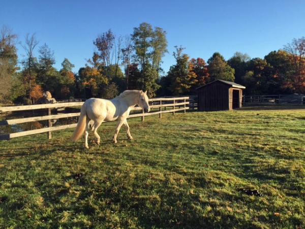 Ives Farm