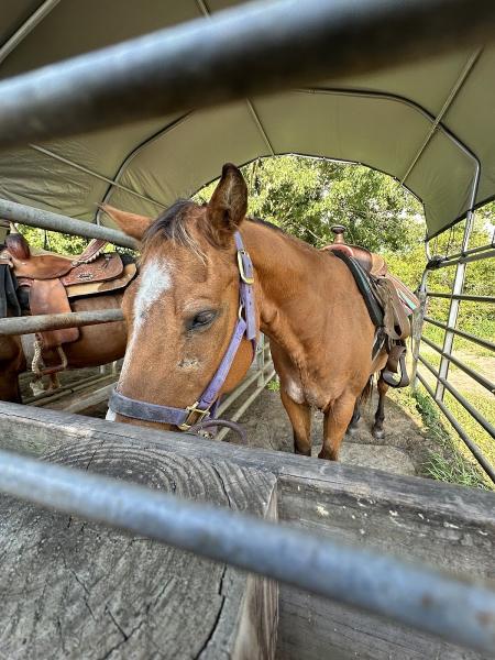 Lake Louisa State Park Guided Trail Rides