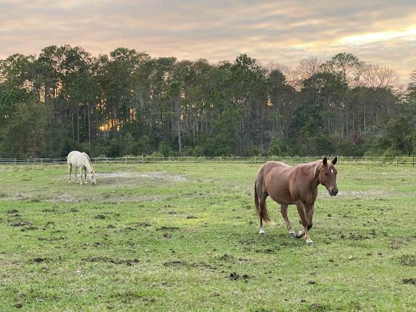 Lake Louisa State Park Guided Trail Rides