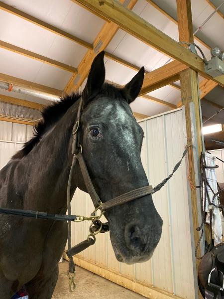 The Palisades Equestrian Center