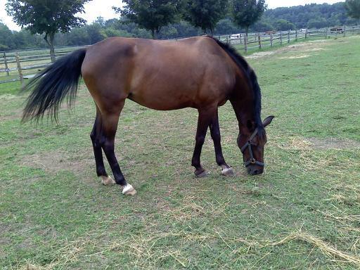 Stone Haven Equestrian