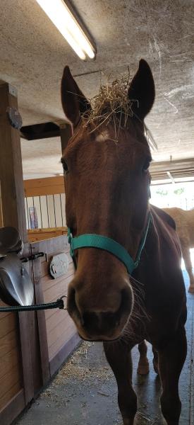 Cheyenne's Pride Riding Academy