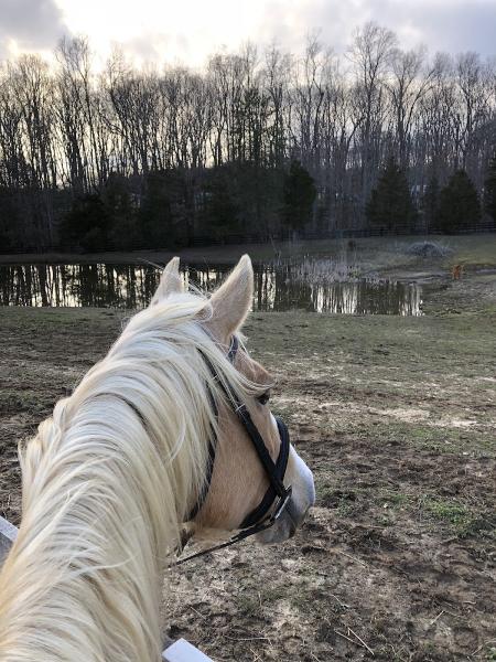 Cedar Ridge Stables