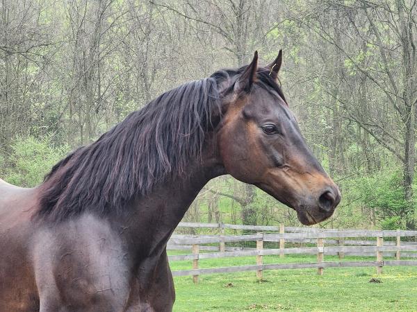 Blue Rock Stables