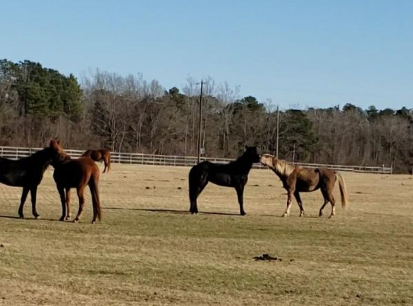 Fourth Rock Stables