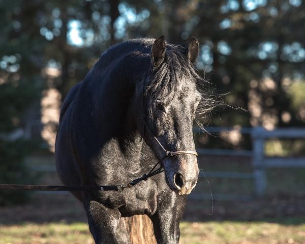 Moon Valley Equestrian