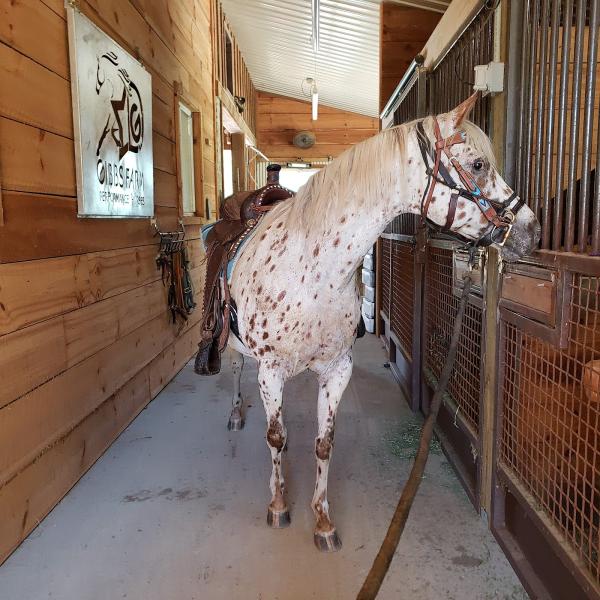 Gibbs Farm Performance Horses