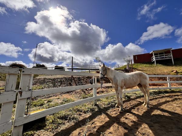 Wylde Horses Therapeutic Riding Facility